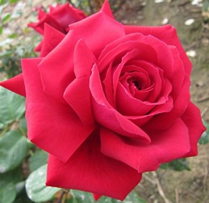 RED PARFUM DE PROVENCE (hybrid tea)